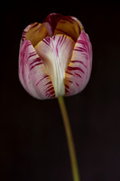 HISTORIC AND ENGLISH FLORIST TULIPS ;PHOTOGRAPHER BRITT WILLOUGHBY