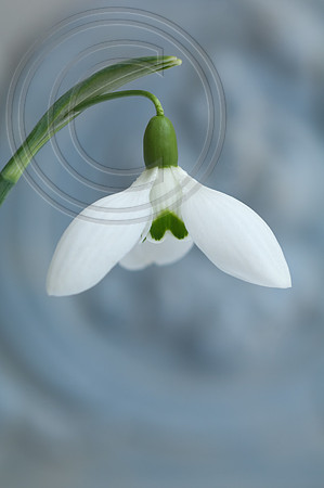 G.BETRAM ANDERSON
