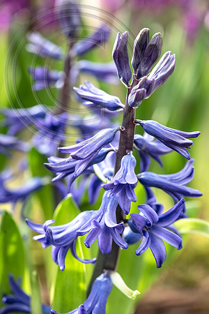 spring bulbs