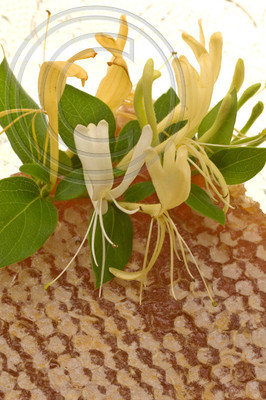BEEHIVES,BEEKEEPER,BEES;PHOTOGRAPHER MICHELLE GARRETT