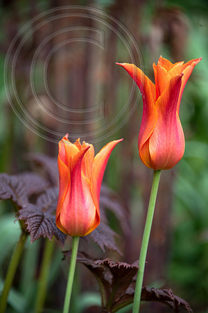 JUNE BLAKES GARDEN