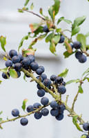 SLOE BRANCH