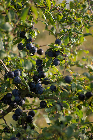 SLOE BERRIES