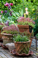 RORY'S GARDEN