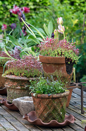RORY'S GARDEN
