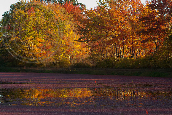 Floating cranberries- fall