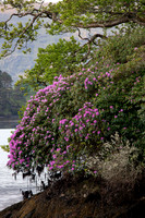 Derreen Garden, Ire