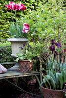 RORY'S GARDEN