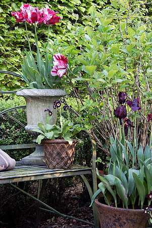 RORY'S GARDEN
