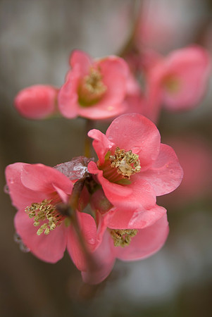 ornamental quince