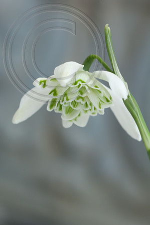 NIVALIS FLORE PLENO