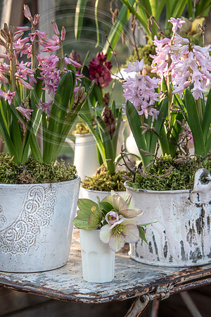 spring bulbs