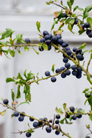 SLOE BRANCH