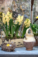 spring bulbs