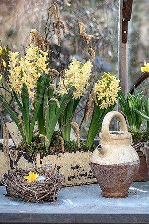 spring bulbs
