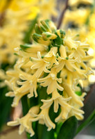 spring bulbs