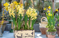 spring bulbs
