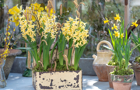 spring bulbs