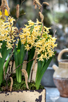 spring bulbs
