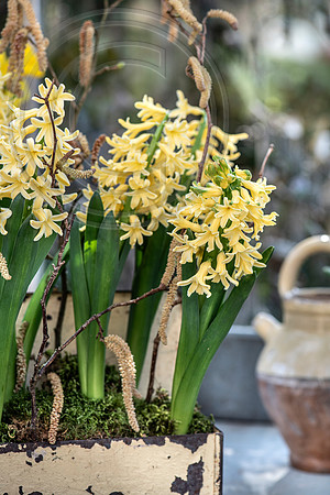 spring bulbs