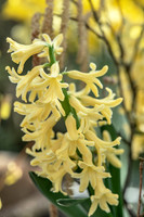 spring bulbs