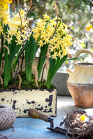 spring bulbs
