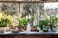 HYACINTHS AND SPRING COLOUR