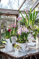 spring bulbs