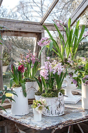 spring bulbs