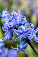 spring bulbs