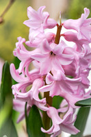 spring bulbs