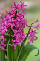 spring bulbs