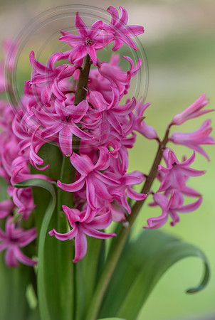 spring bulbs