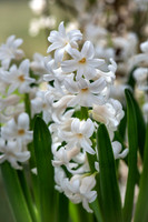 spring bulbs