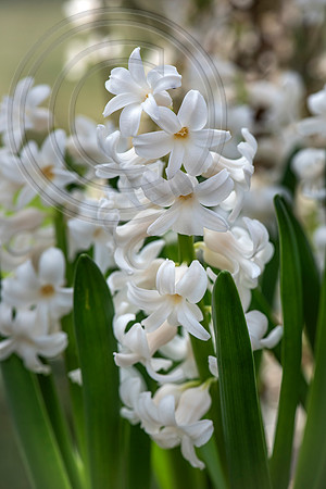 spring bulbs