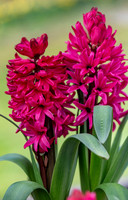 spring bulbs