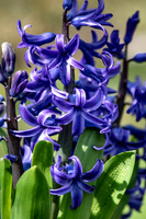 spring bulbs