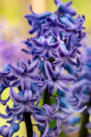 spring bulbs