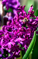 spring bulbs