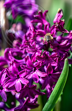 spring bulbs