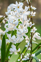 spring bulbs