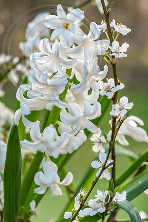 spring bulbs