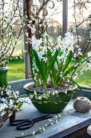 spring bulbs