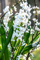 spring bulbs