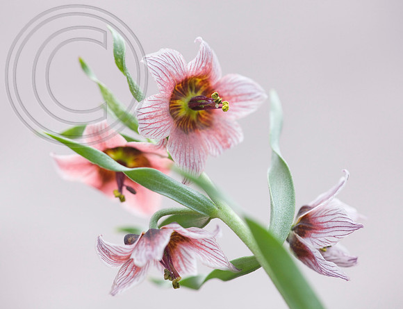 62287