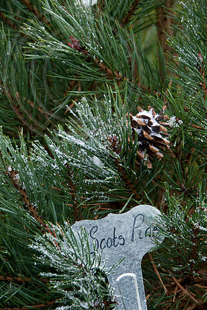SCOTS PINE
