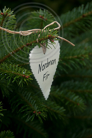 NORDMAN FIR