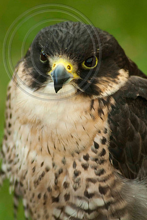 HARRIS HAWK