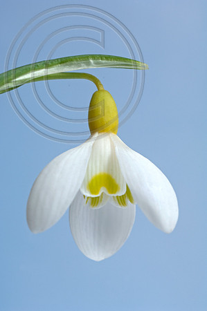 PRIMROSE WARBURG