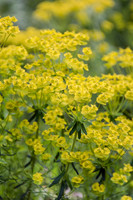HUNTINGBROOK JIMI BLAKE  Euphorbia
